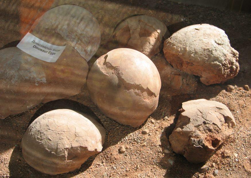 fossiles, oeux de dinosaure Photo fossiles, oeux de dinosaure