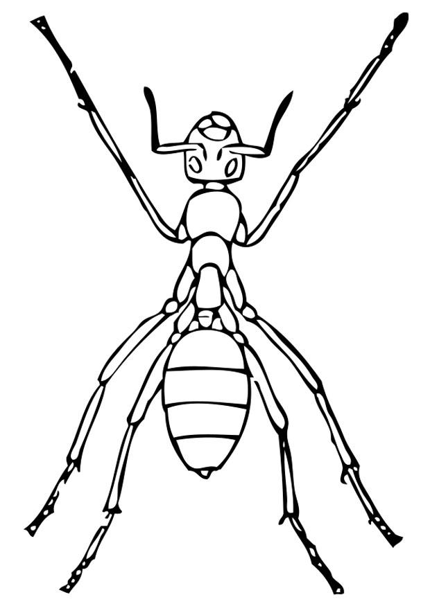 fourmi Coloriage fourmi