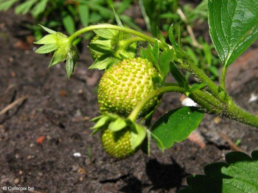 fraises Photo fraises