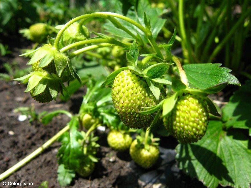 fraises Photo fraises