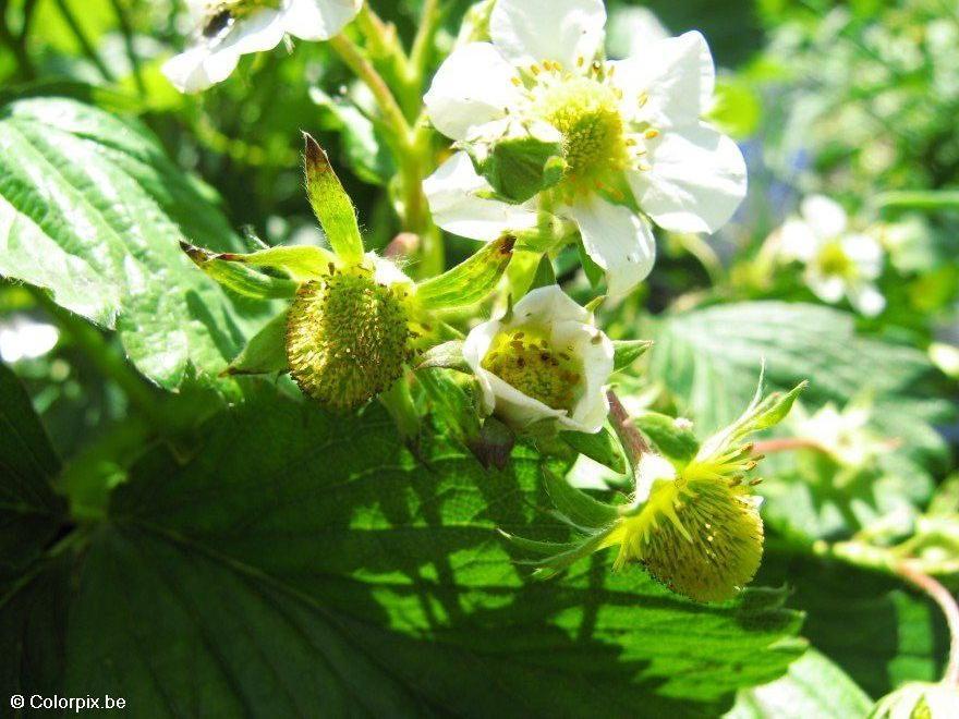 fraises Photo fraises