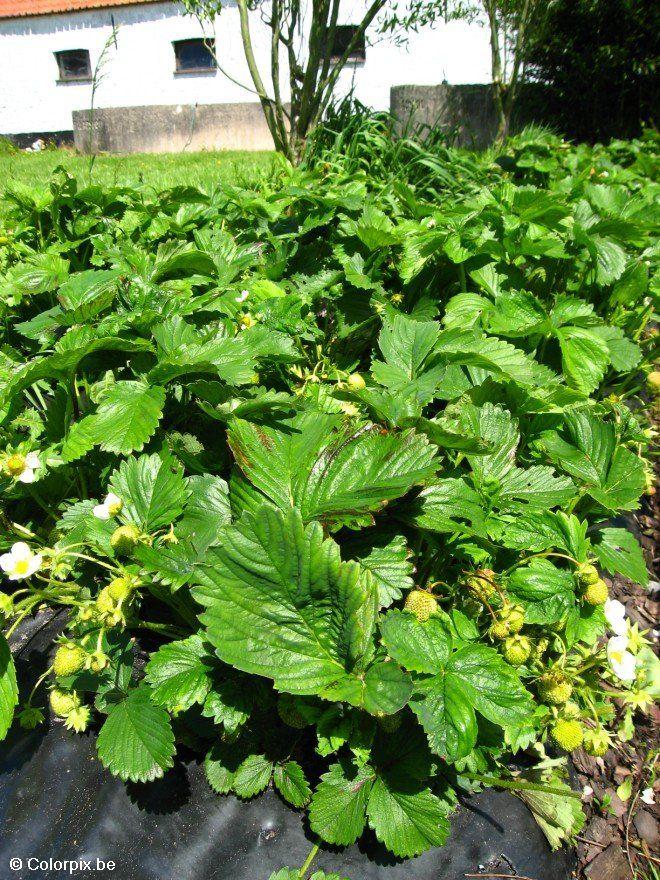 fraises Photo fraises