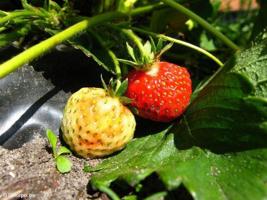 fraises Photo fraises