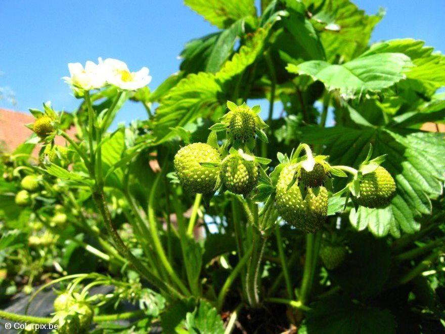 fraises Photo fraises