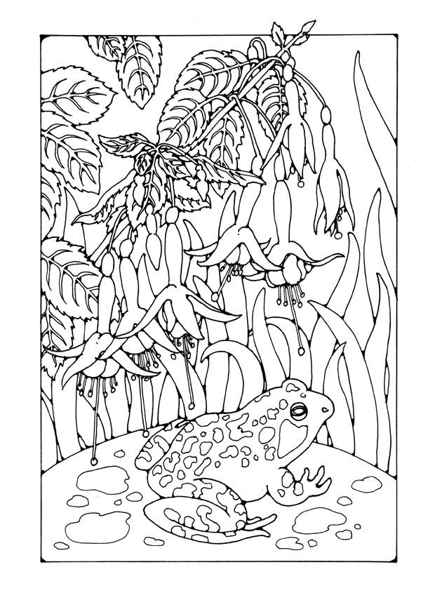 fuchsia avec une grenouille Coloriage fuchsia avec une grenouille
