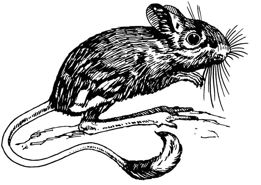 gerboise - souris sauteuse Coloriage gerboise - souris sauteuse