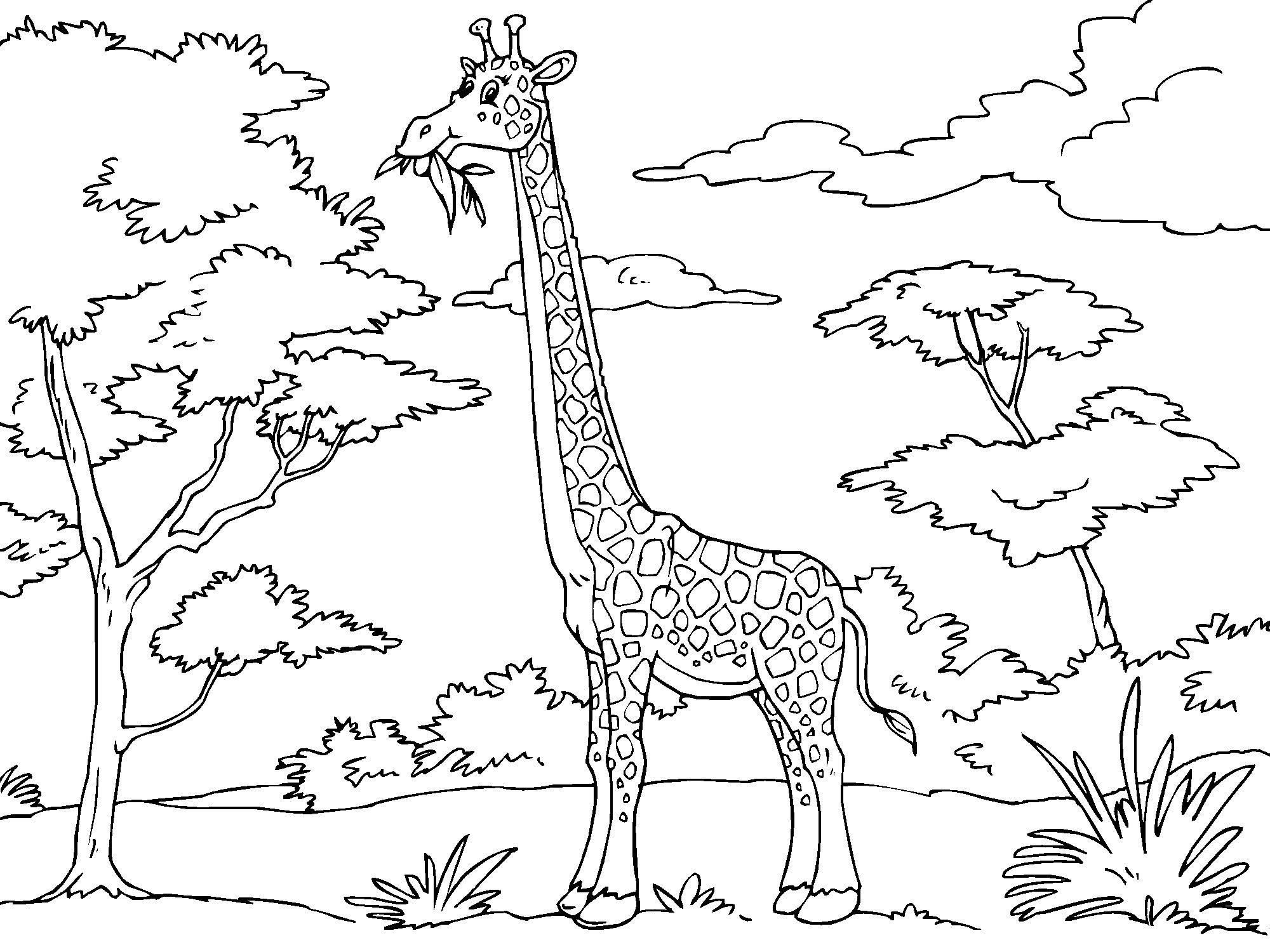 girafe Coloriage girafe