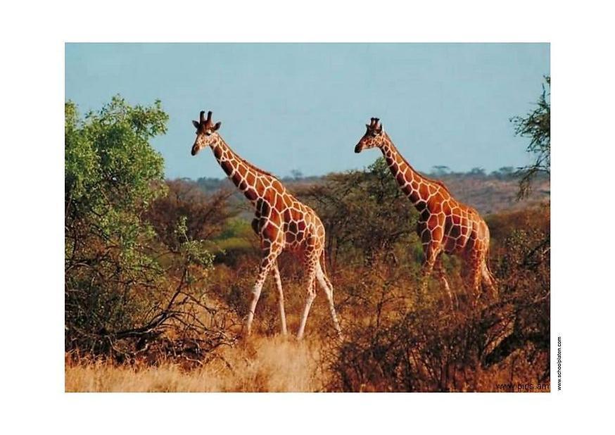 girafe Photo girafe