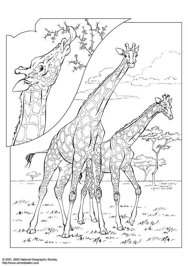 girafe Coloriage girafe