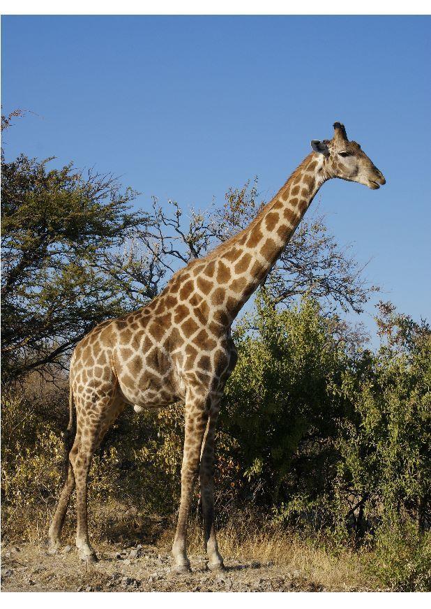 girafe Photo girafe