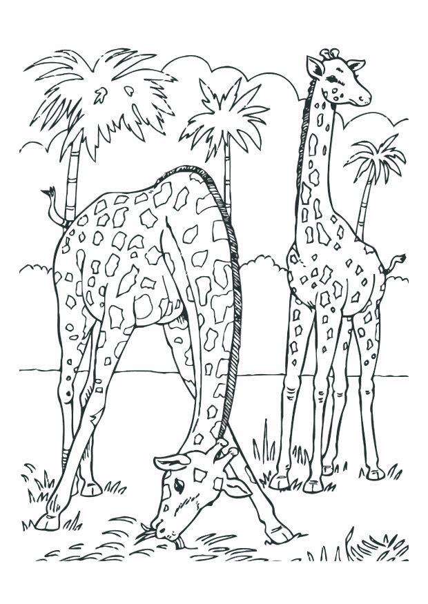 girafes Coloriage girafes