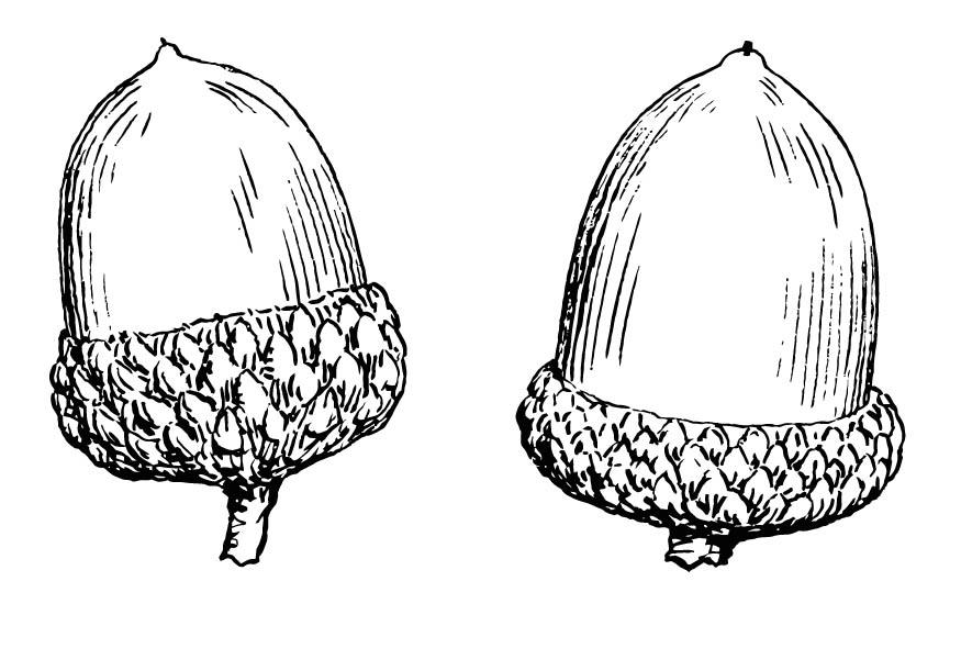 gland Coloriage gland