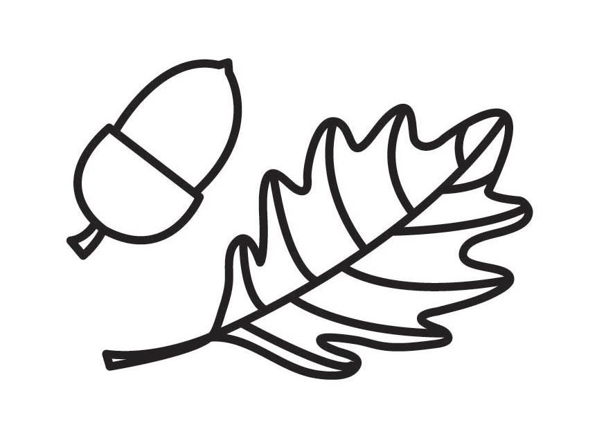 gland et feuille de chAªne Coloriage gland et feuille de chAªne