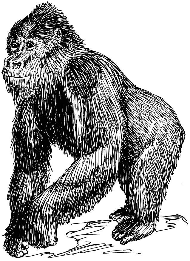 gorille Coloriage gorille