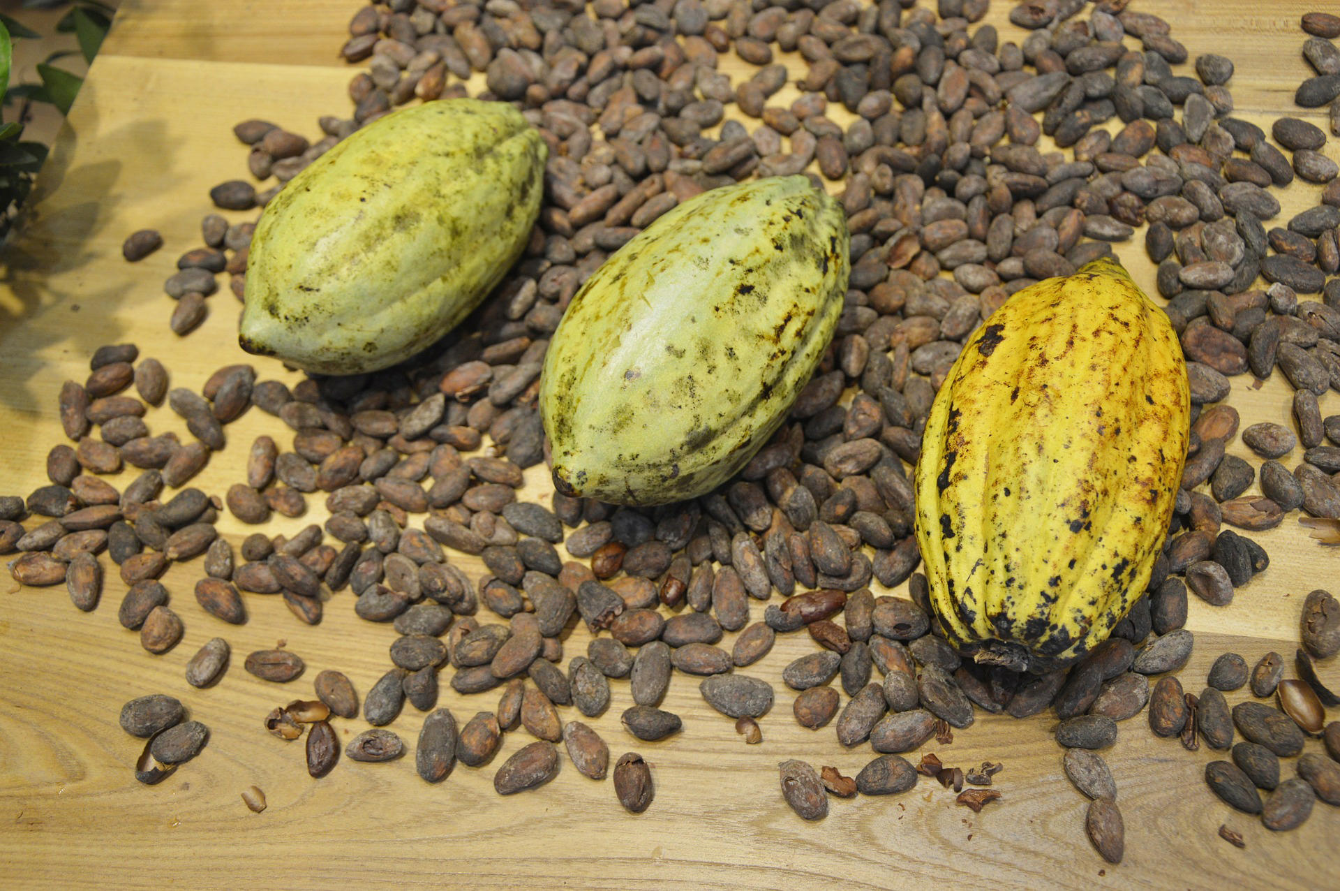 graines de cacao Photo graines de cacao