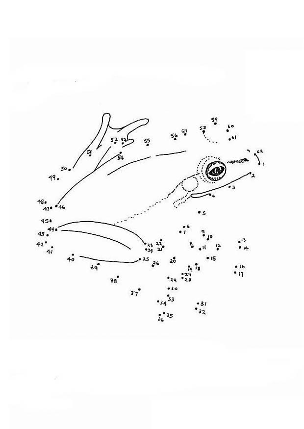 grenouille Coloriage grenouille