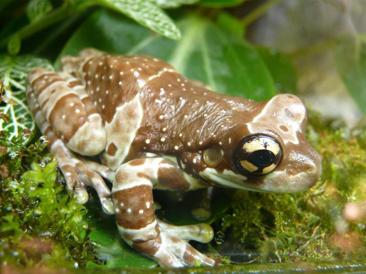grenouille Photo grenouille