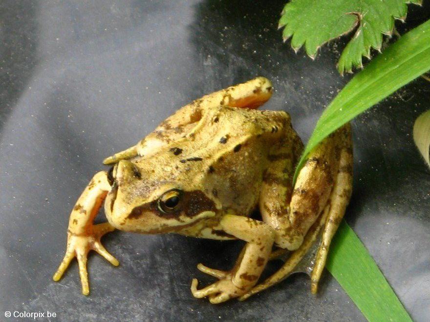 grenouille rousse Photo grenouille rousse