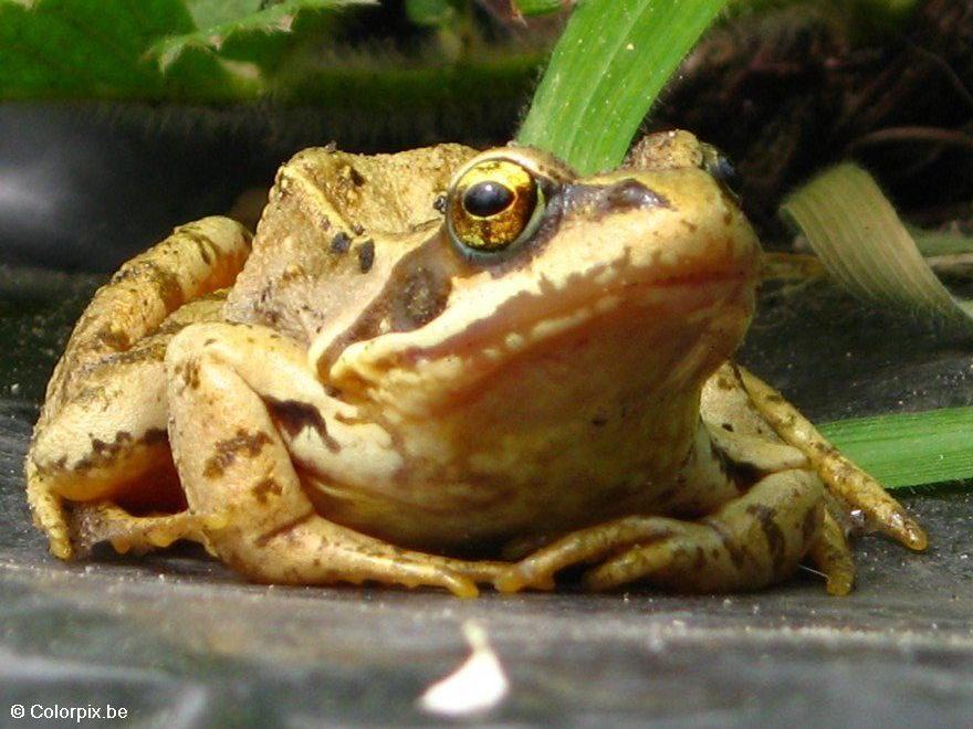 grenouille rousse Photo grenouille rousse