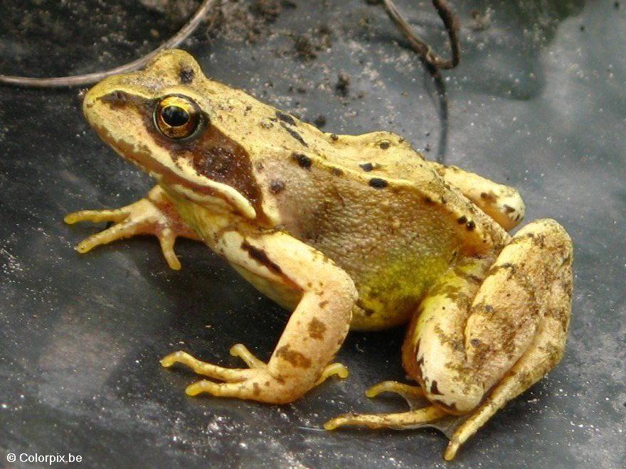 grenouille rousse Photo grenouille rousse