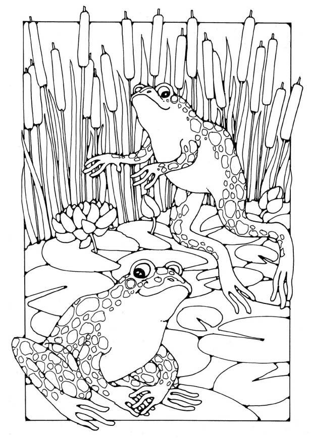 grenouilles Coloriage grenouilles