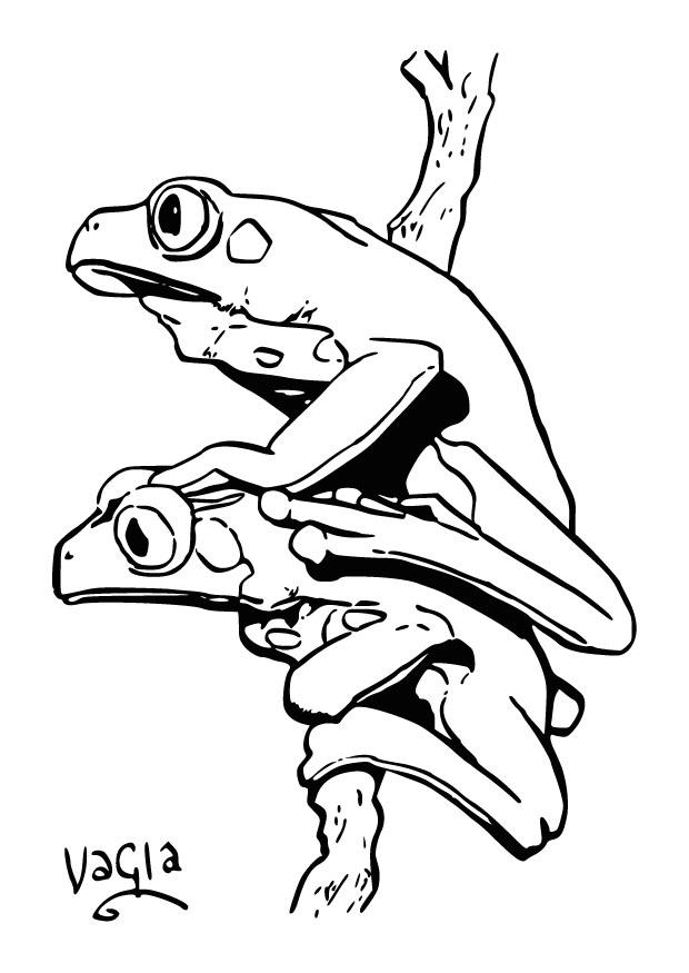 grenouilles Coloriage grenouilles