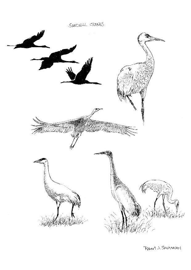 grues Coloriage grues