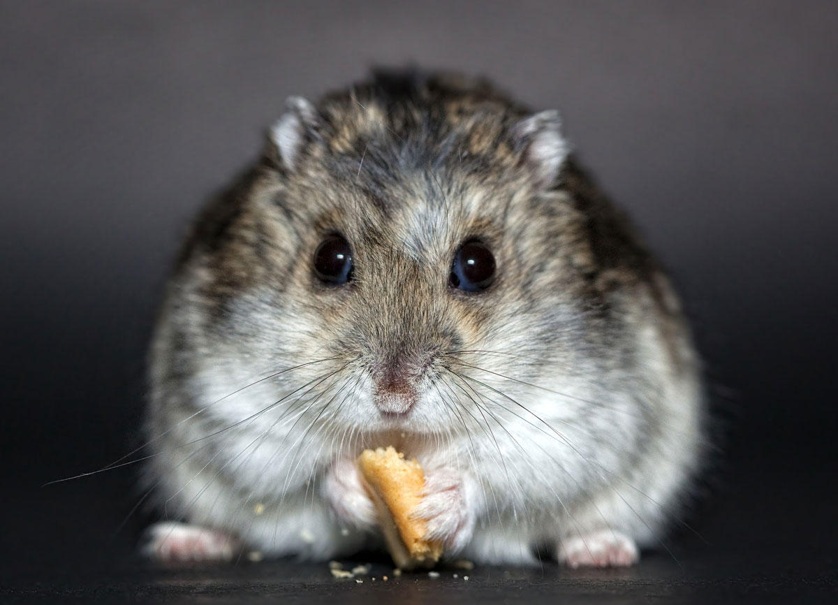 hamster Photo hamster