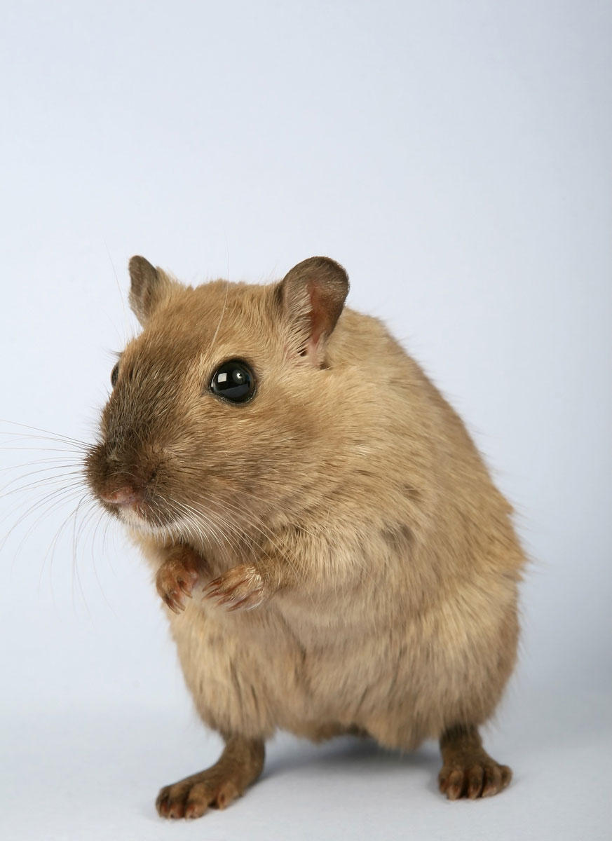 hamster Photo hamster