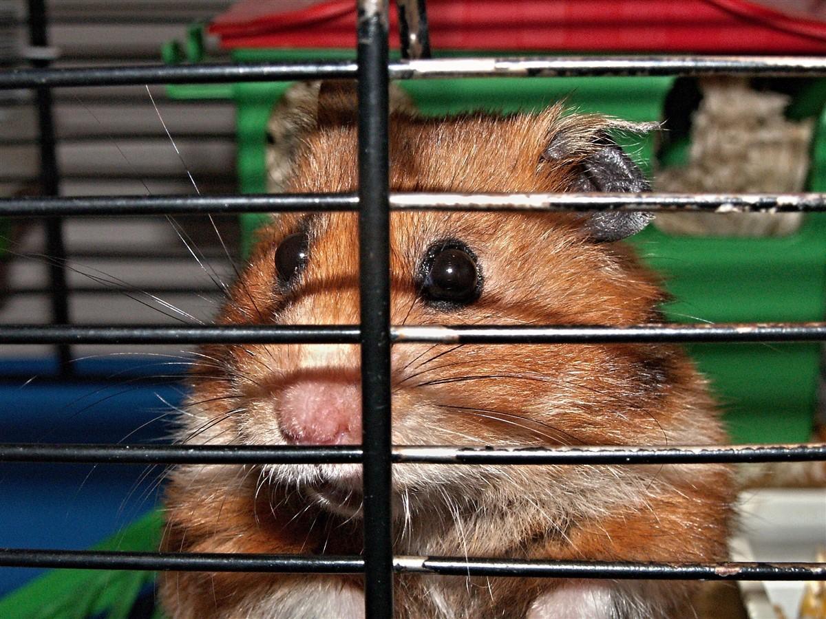 hamster en cage Photo hamster en cage