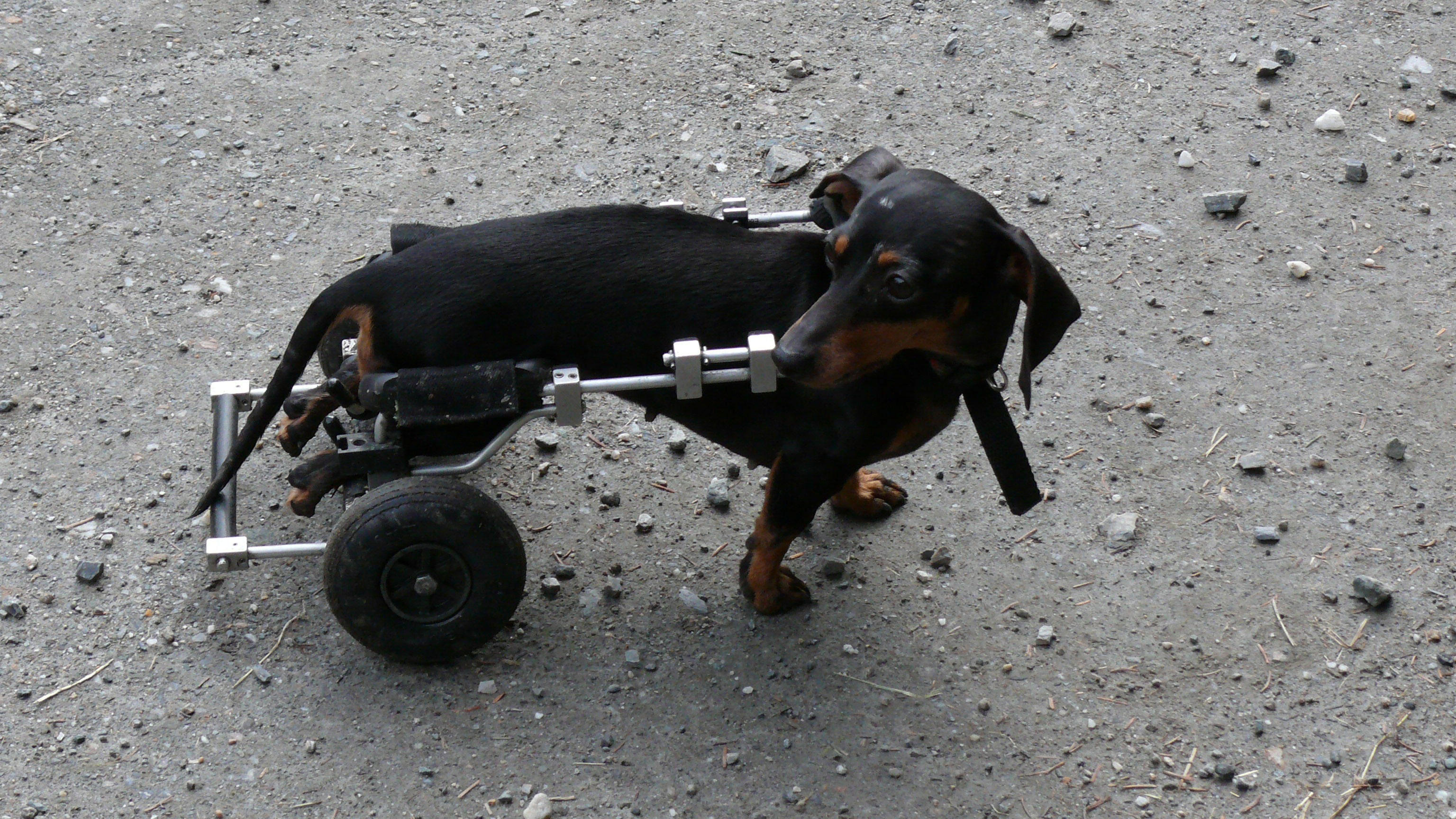 handicap Photo handicap