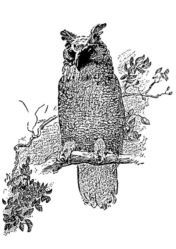 hibou Coloriage hibou
