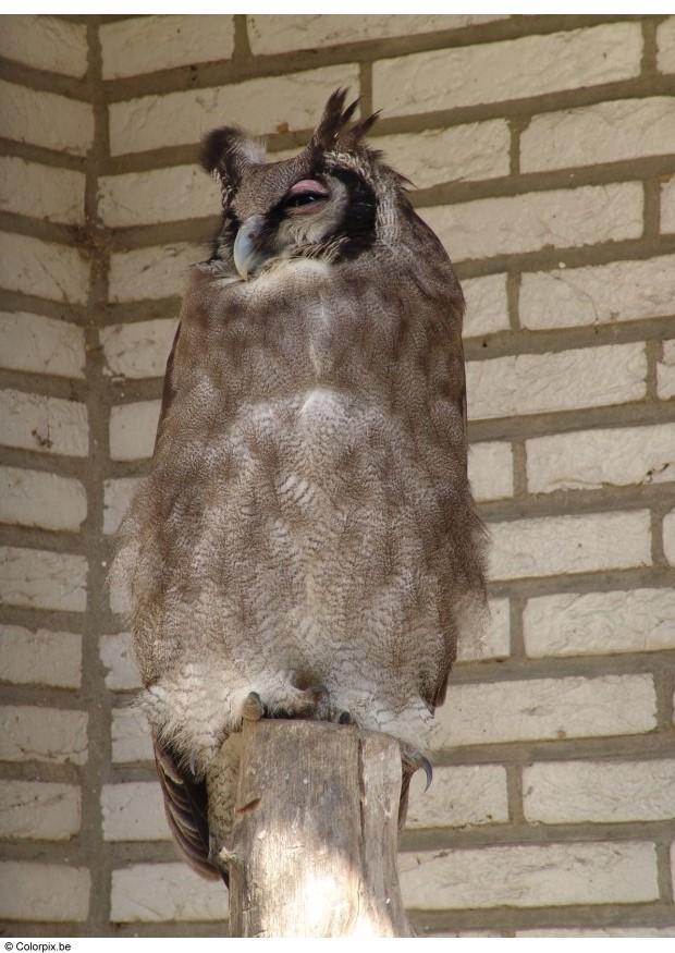 hibou Photo hibou