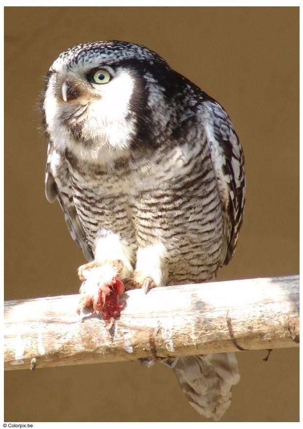 hibou Photo hibou