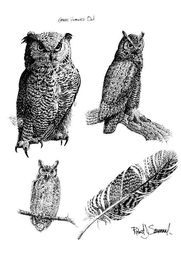 hibou Coloriage hibou