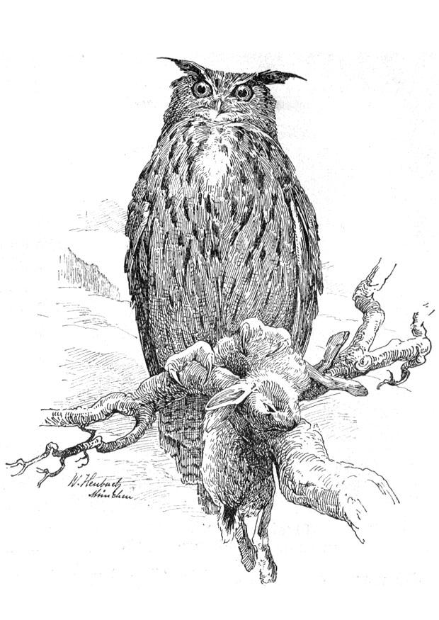 hibou Coloriage hibou