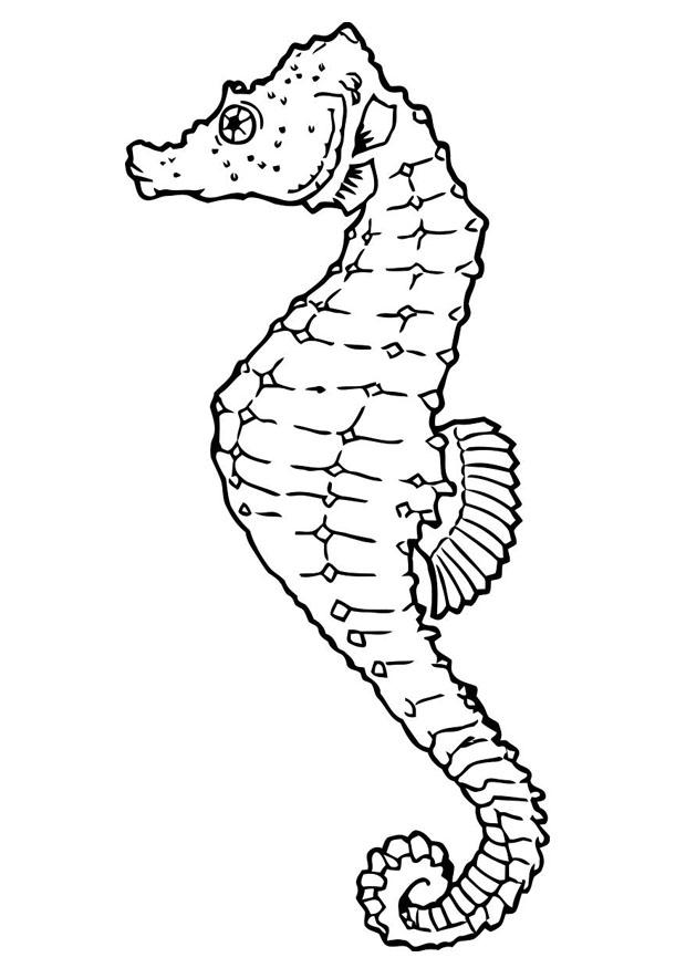 hippocampe Coloriage hippocampe