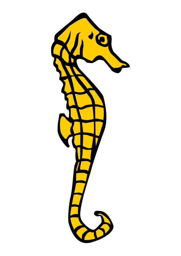 hippocampe Image hippocampe