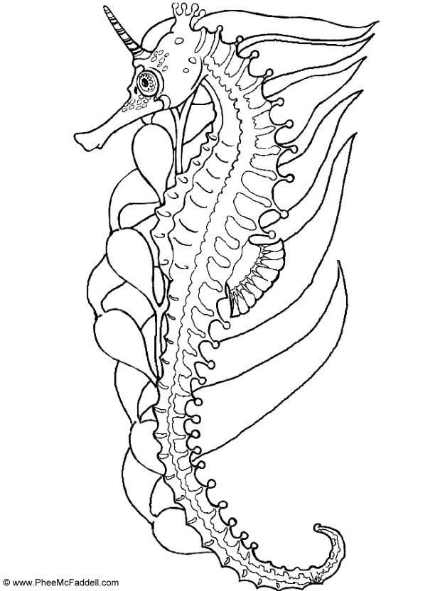 hippocampe Coloriage hippocampe