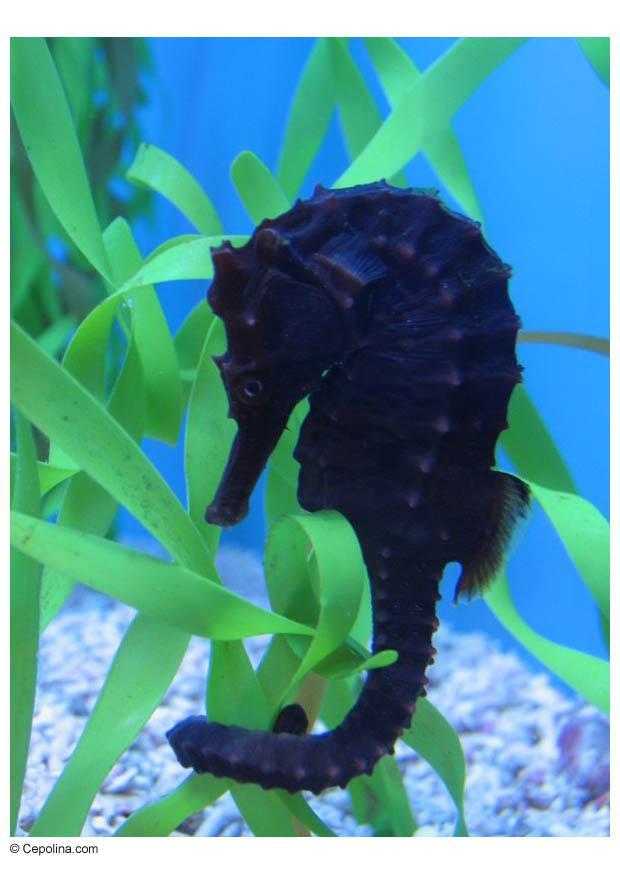 hippocampe Photo hippocampe