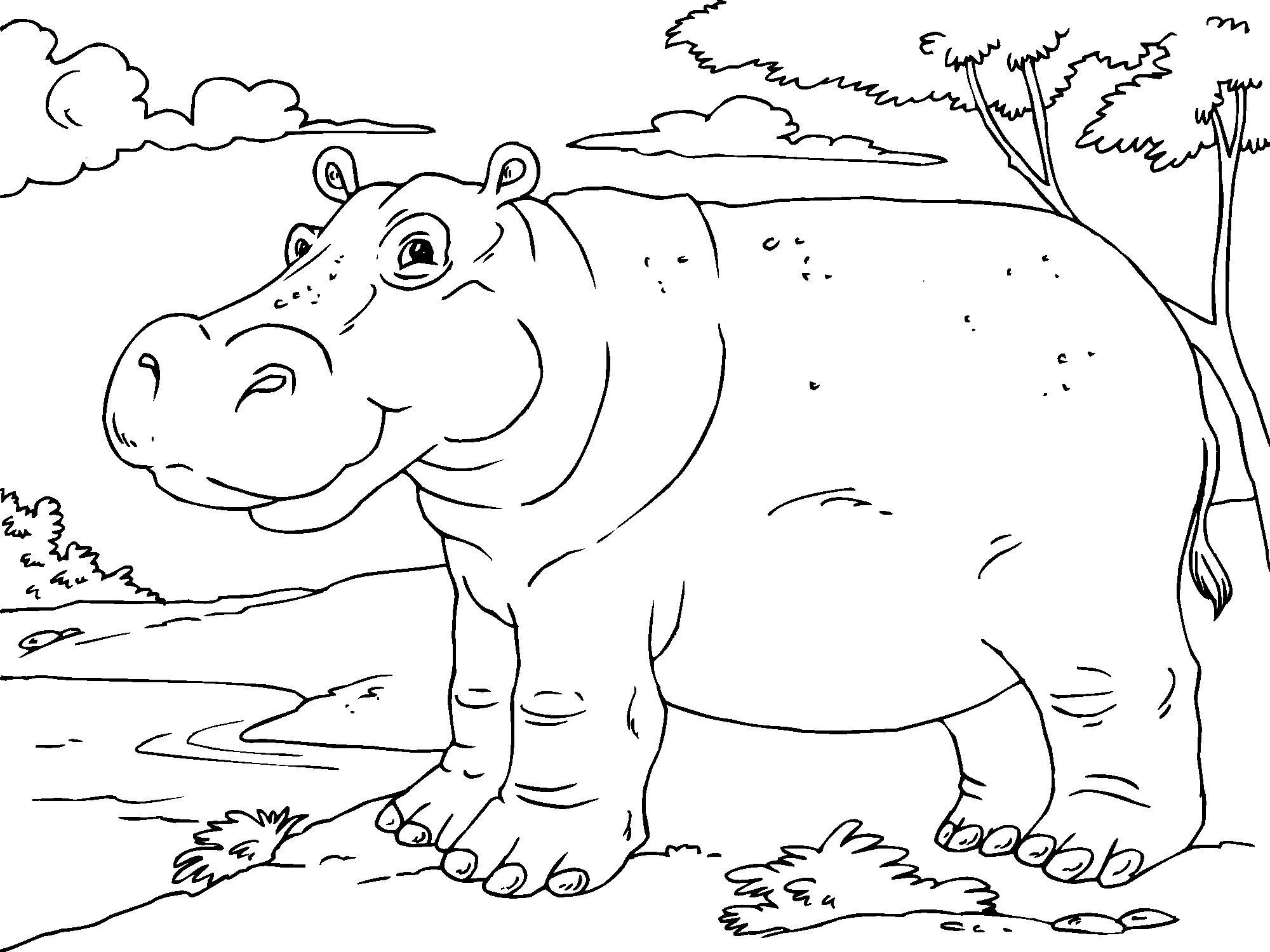 hippopotame Coloriage hippopotame
