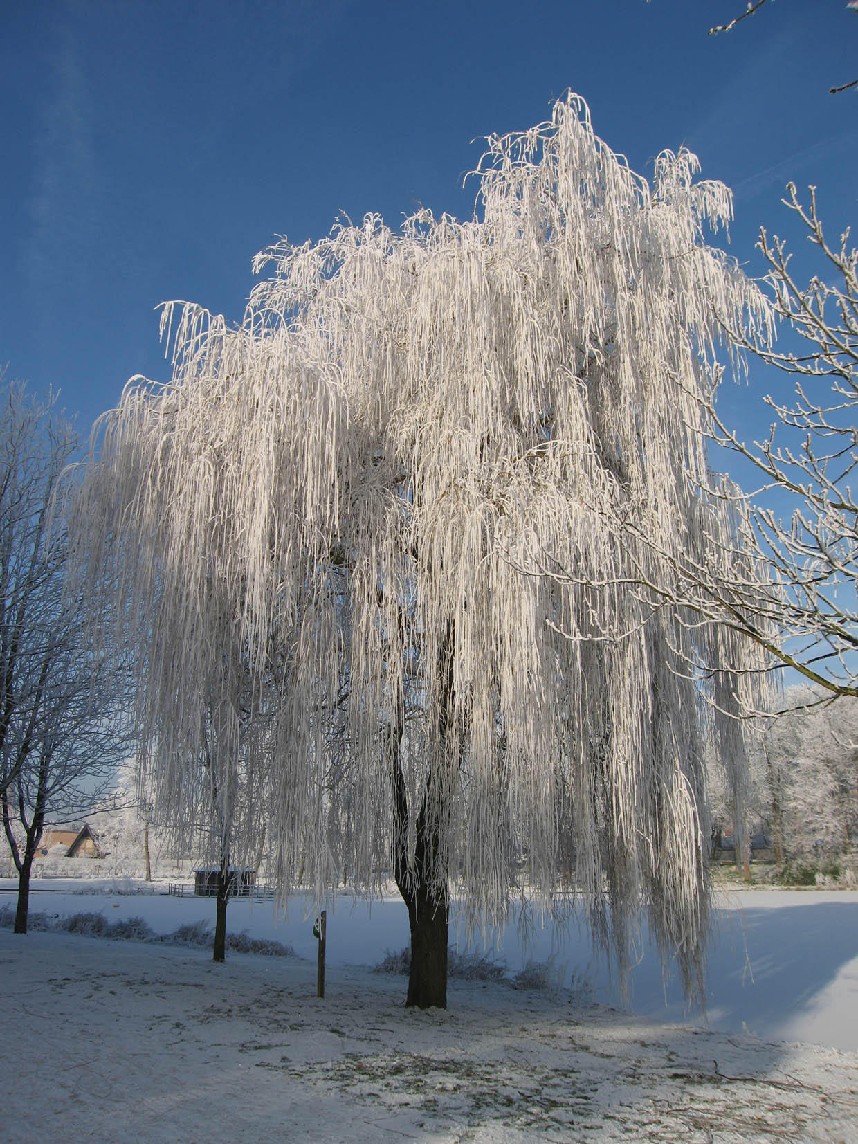 hiver Photo hiver