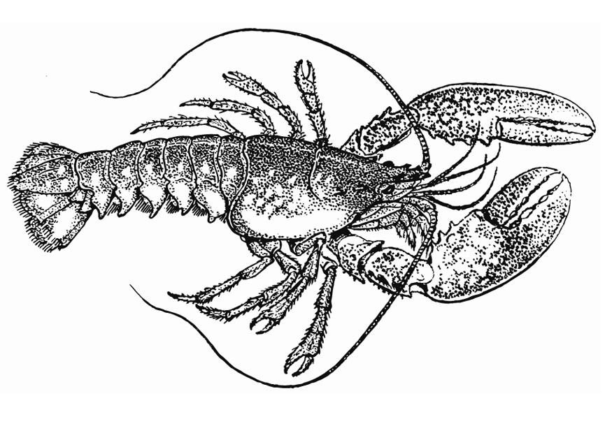 homard Coloriage homard