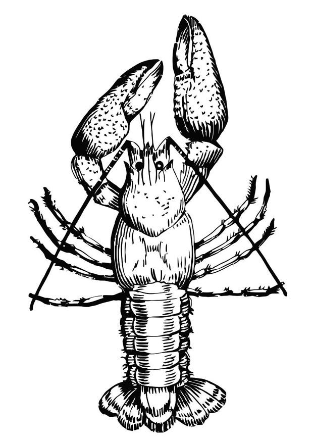 homard Coloriage homard