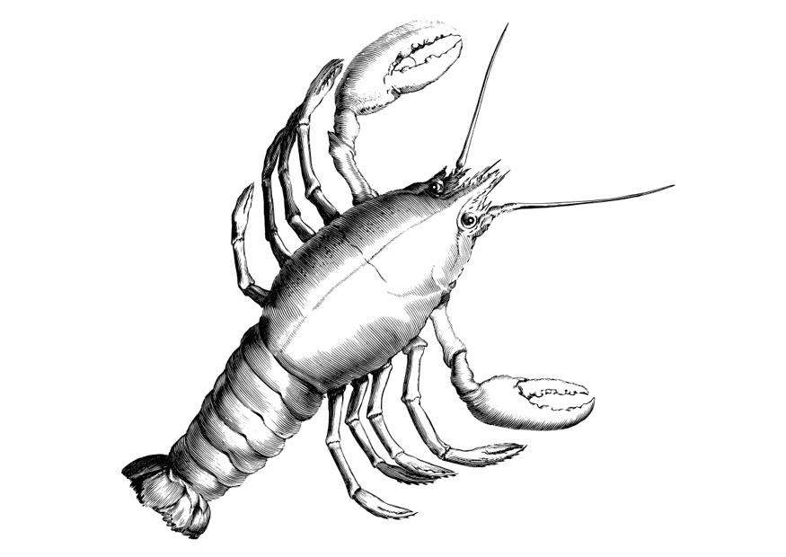 homard Coloriage homard