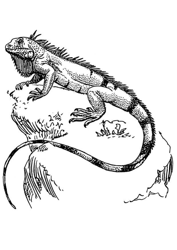 iguana Coloriage iguana