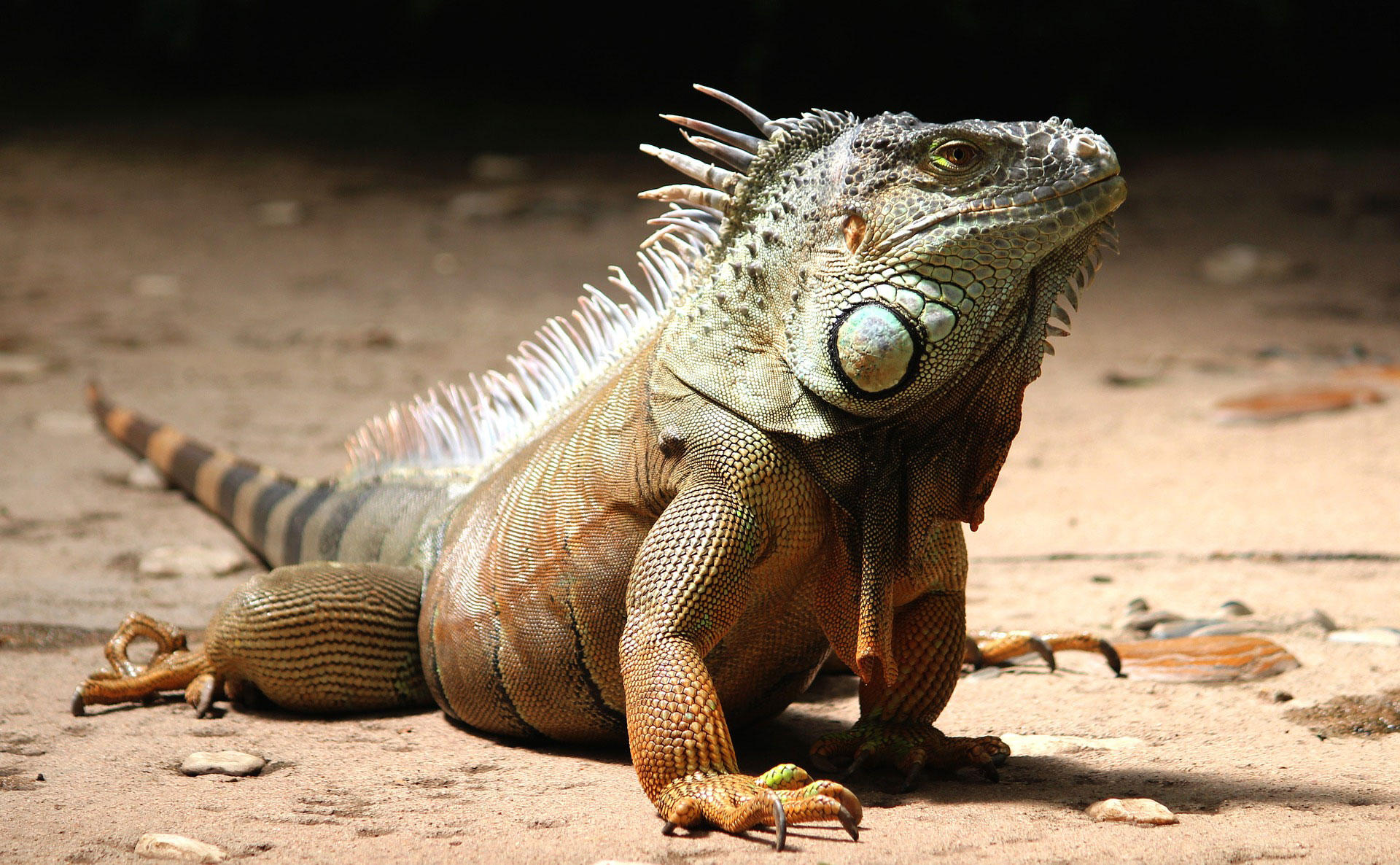 iguane Photo iguane