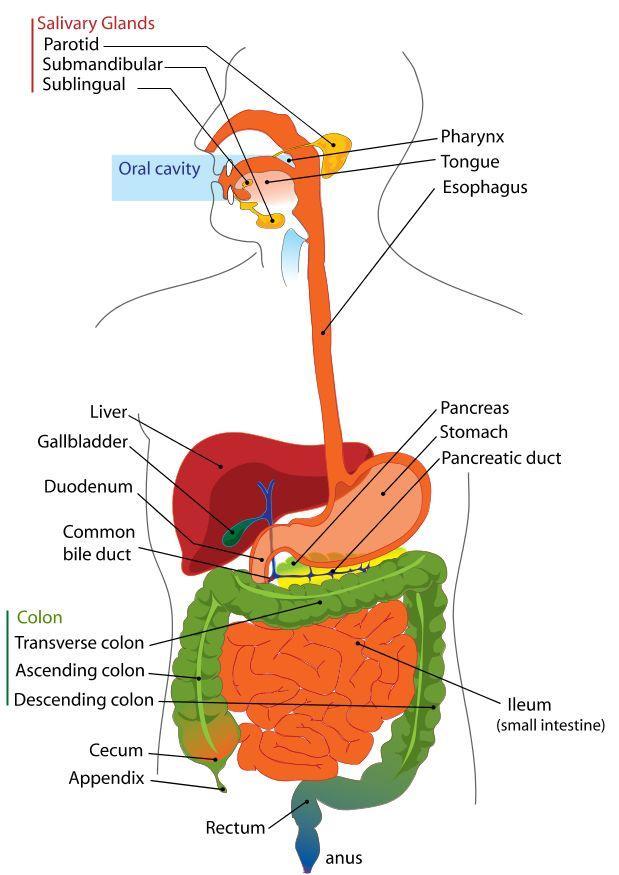 Image appareil digestif anglais