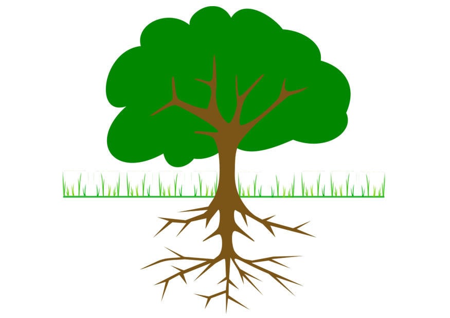 Image arbre avec racines