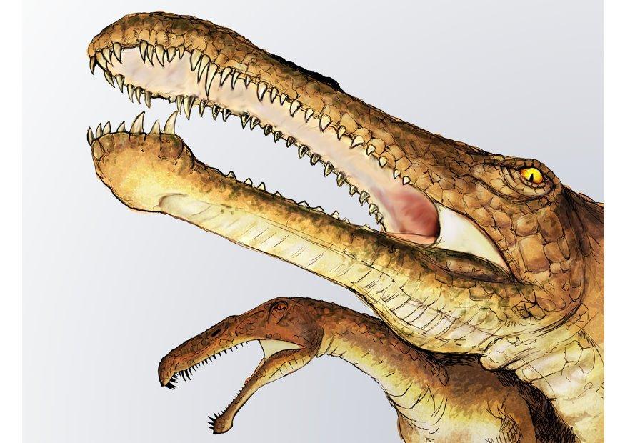 irritator Image irritator